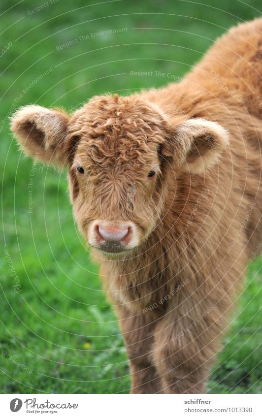 Blondienchen Tier Haustier Nutztier Zoo 1 Tierjunges Blick stehen braun grün Rind Rinderhaltung Schottisches Hochlandrind Kalb schön niedlich Tiergesicht