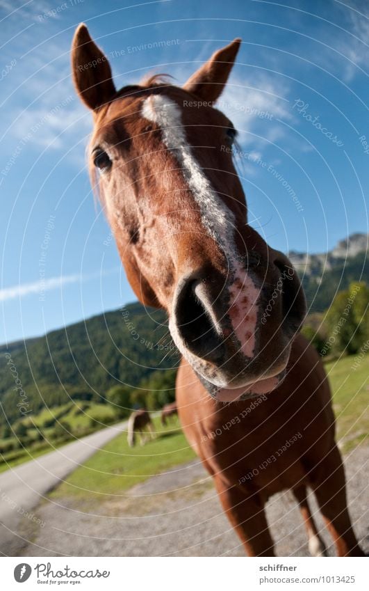 Na? Immer noch fasten? Tier Haustier Nutztier Pferd Tiergesicht 1 3 Tiergruppe Blick listig lustig Schnauze Ohr Schönes Wetter Berge u. Gebirge Landschaft