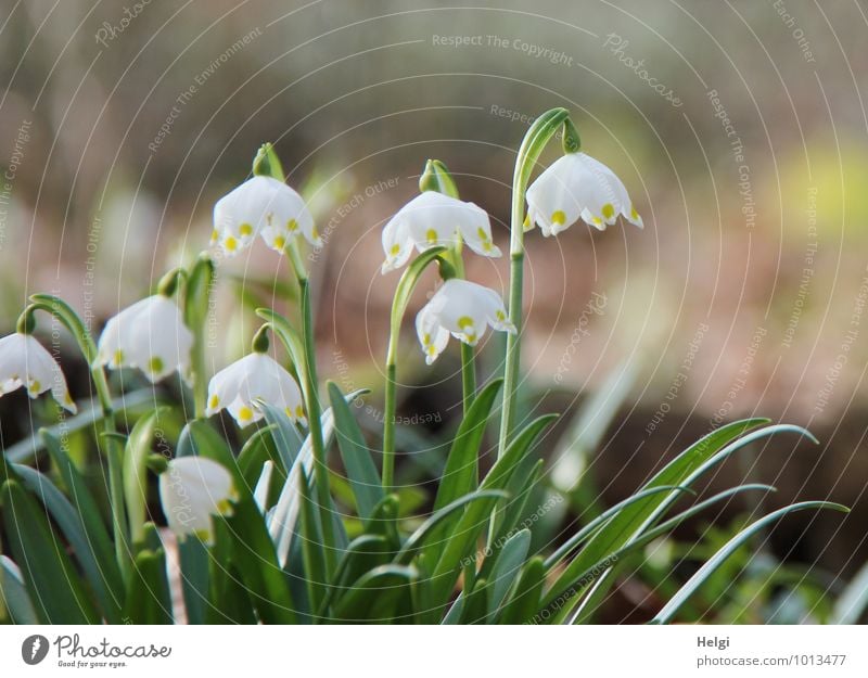 Frühling einläuten... Umwelt Natur Landschaft Pflanze Schönes Wetter Blume Blatt Blüte Wildpflanze Märzenbecher Frühblüher Frühlingsblume Wald Blühend stehen