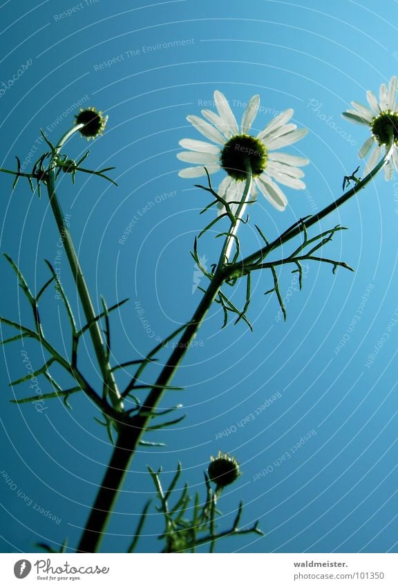 Kamille und Himmel I Gegenlicht Blume Blüte Heilpflanzen Wiesenblume Sommer grün weiß blau zart filigran