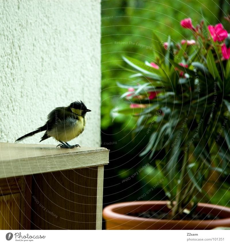 vogerl Vogel Balkon Blume Pflanze Holz Schrank Blumentopf grün Baum Wand süß klein Feder gelb Krallen stehen Tier niedlich sitzen Flügel fliegen Erholung warten