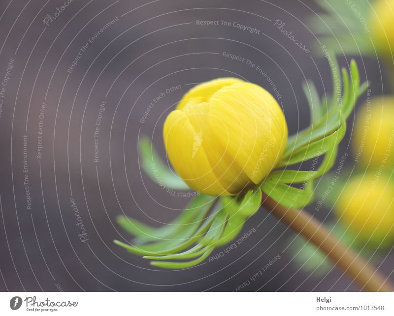 Tschüss liebe Anne... Umwelt Natur Pflanze Frühling Blume Winterlinge Frühblüher Garten Blühend wandern ästhetisch schön klein natürlich braun gelb grün