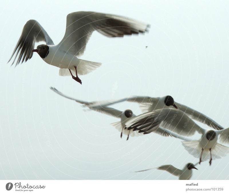 Strandpiraten Möwe Lachmöwe weiß Dieb betteln lungern Futter entwenden Überfall Vogel Luftverkehr fliegen Flügel Flugphase Flügelstellung silber blau Himmel