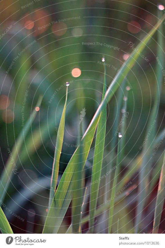 Graswiese mit Lichtreflexen Achtsamkeit Grasbüschel Grasspitzen Grashalme Wildpflanze Wiese Sommerwiese Tau Tautropfen Nachmittagssonne Nachmittagslicht