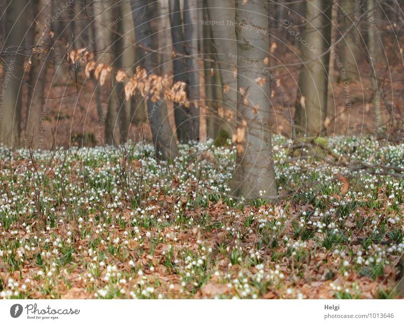 im Märzenbecherwald... Umwelt Natur Landschaft Pflanze Frühling Schönes Wetter Baum Blume Blatt Blüte Wildpflanze Frühblüher Buche Baumstamm Waldboden Blühend