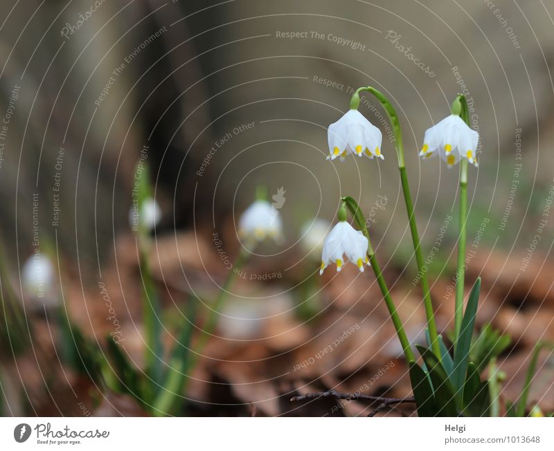 Frühlingsboten... Umwelt Natur Landschaft Pflanze Schönes Wetter Blume Blatt Blüte Wildpflanze Märzenbecher Wald Blühend stehen Wachstum ästhetisch authentisch