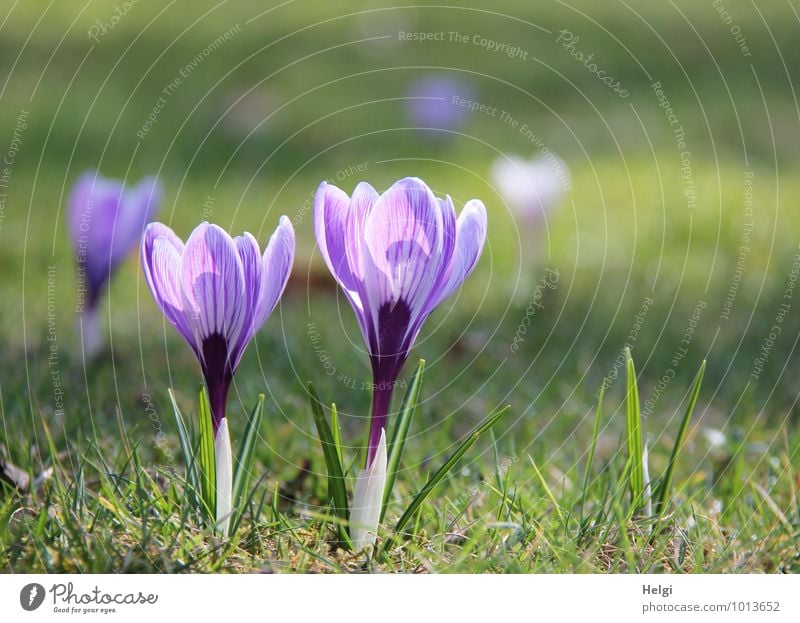 Frühlingsblümchen... Umwelt Natur Landschaft Pflanze Schönes Wetter Blume Gras Blatt Blüte Krokusse Frühblüher Frühlingsblume Park Wiese Blühend stehen Wachstum