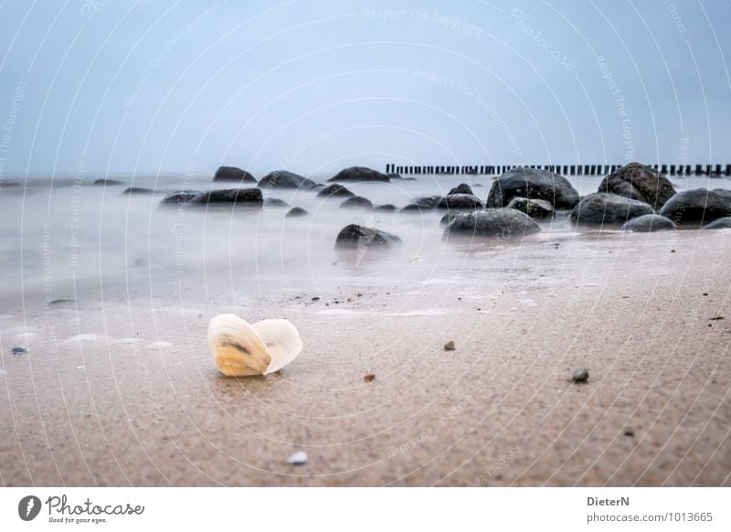 Fundstück Natur Landschaft Erde Sand Luft Wasser Himmel Wolkenloser Himmel Horizont Wetter schlechtes Wetter Wind Felsen Küste Strand Ostsee Meer Stein Holz