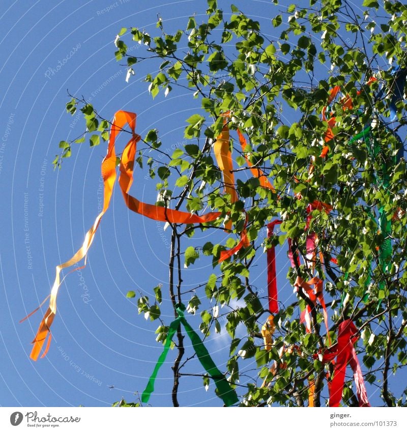 Maibaum Himmel Frühling Wind Baum Schmuck Zeichen blau grün Girlande flattern Luftschlangen Birke Baumkrone Wolkenloser Himmel Textfreiraum links Menschenleer