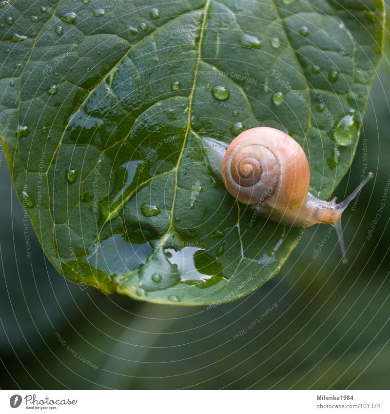 Regenwetter Garten Natur Tier Wasser Wassertropfen Blatt Schnecke krabbeln nass Geschwindigkeit grün Schneckenhaus langsam Weichtier Farbfoto Außenaufnahme