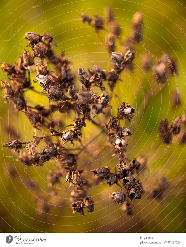 Winterliches sommerlich angehaucht Natur Tier Pflanze Blume Blüte Wiesenblume dehydrieren natürlich trocken braun grün Stimmung Glaube Klima Umwelt