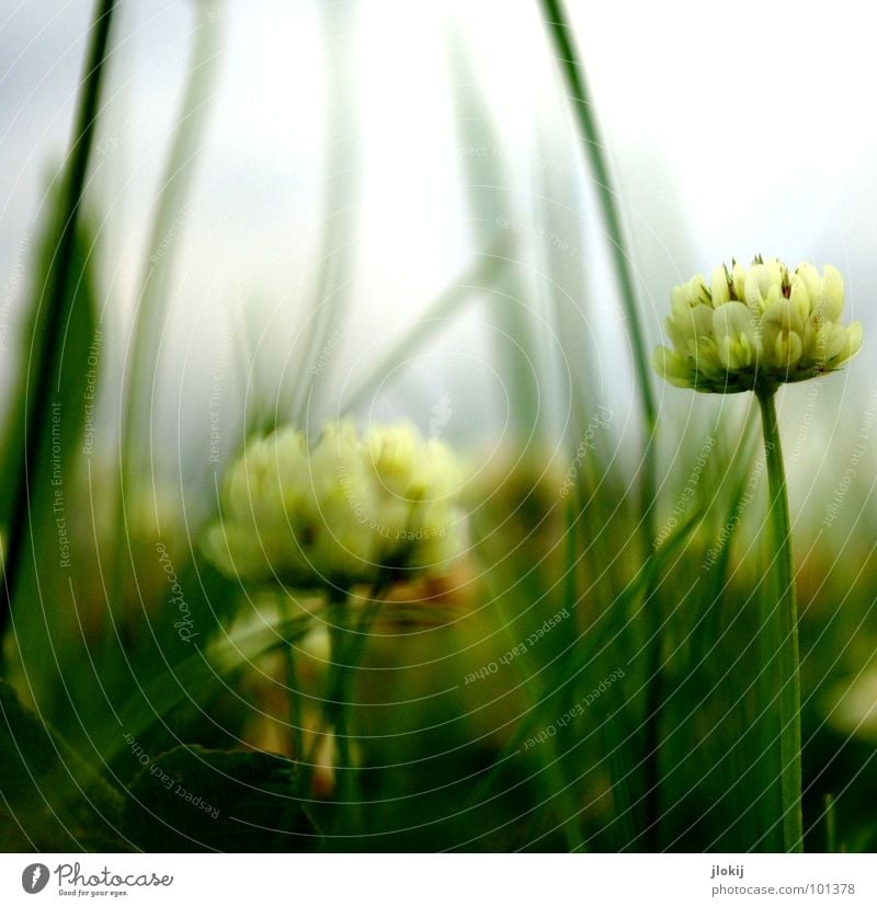 (IIoII)o Froschperspektive Wolken ziehen gefährlich dunkel Jäger Klee Wiese unten Holz Wachstum Blüte Blume Pflanze Regen Gras grün Unschärfe Tiefdruckgebiet