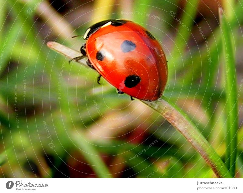 Sackgasse Marienkäfer Insekt süß herzlich Gras Halm 7 Siebenpunkt-Marienkäfer rot grün Sommer Glücksbringer Freude Käfer ladybug luck insect insects sweet grass