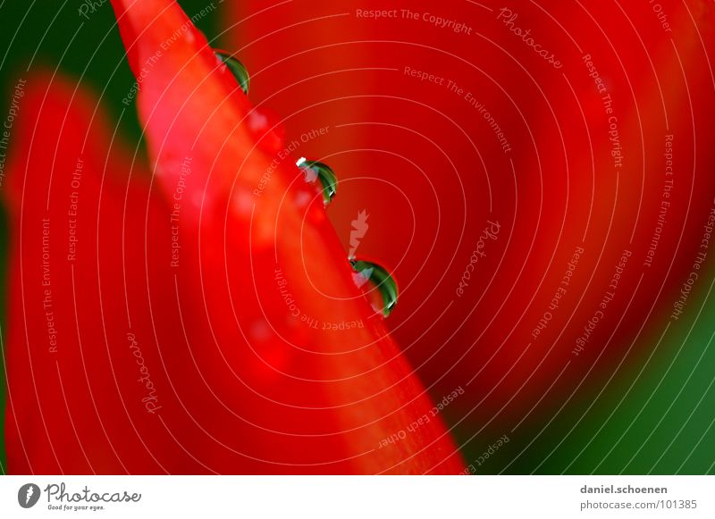 Rot-Grün+Tropfen rot Blüte Regen rund glänzend Pflanze Wachstum grün Hintergrundbild abstrakt durchsichtig Klarheit Kontrast Makroaufnahme Nahaufnahme Wasser