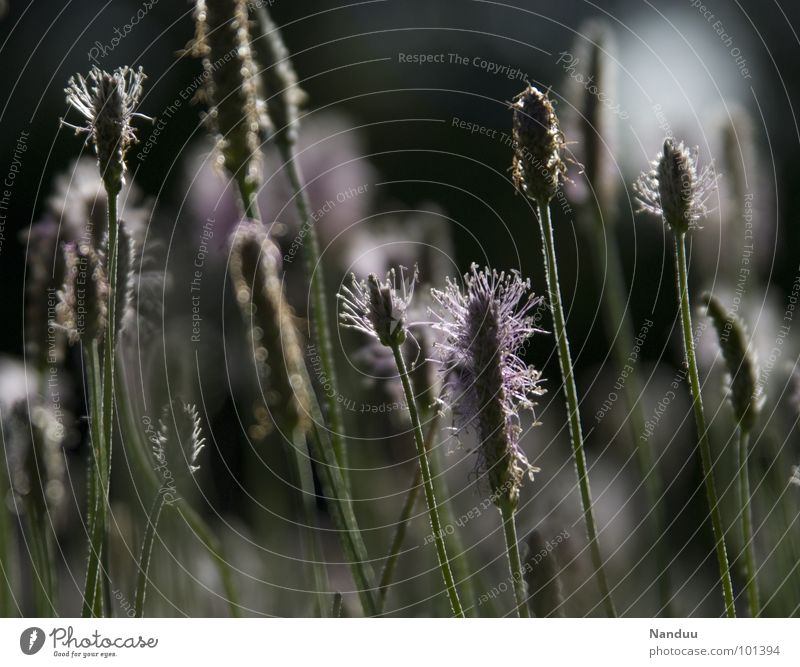 Träumerei Spitzwegerich Wegerichgewächse Heilpflanzen Heilpraktiker Gesundheit Aucubin dunkel schwarz weiß Wiese Blumenwiese Sommer heiß träumen Erholung