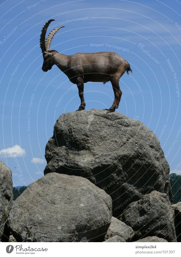 Steinbock Wolken Tier grau weiß Säugetier F Felsen Himmel Horn hoch Wildtier Freiheit blau