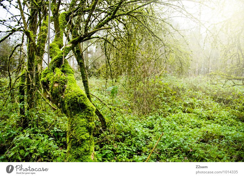 Zauberwald Umwelt Natur Landschaft Sonnenlicht Herbst Pflanze Baum Sträucher Wald Urwald exotisch fantastisch frisch nachhaltig natürlich grün Warmherzigkeit