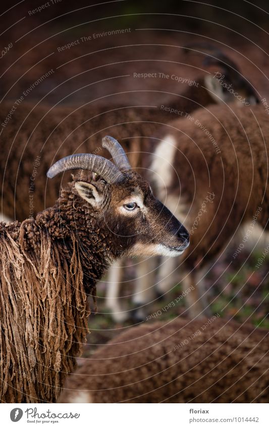 zusammen in der herde Umwelt Natur Tier langhaarig Rastalocken Wildtier 1 Tiergruppe Herde beobachten Zusammensein Glück braun weiß Zufriedenheit Vertrauen