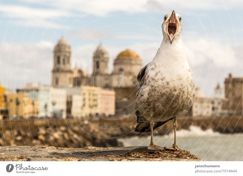 Die Möwen von Cadiz (Andalusien/Spanien) Ferien & Urlaub & Reisen Tourismus Städtereise Sommerurlaub Sonne Meer Strandbar Zoo Sänger Landschaft Schönes Wetter