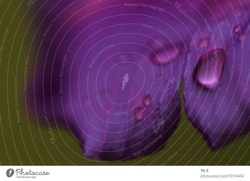 Regen Natur Pflanze Frühling Sommer Blüte Blühend ästhetisch authentisch Duft einfach elegant frisch nass natürlich schön grün violett Stimmung Frühlingsgefühle