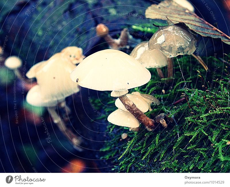 Nass und schleimig Umwelt Natur Herbst Wald Holz nass saftig braun grün weiß Pilz Gift Pilzsucher Farbfoto Außenaufnahme Tag