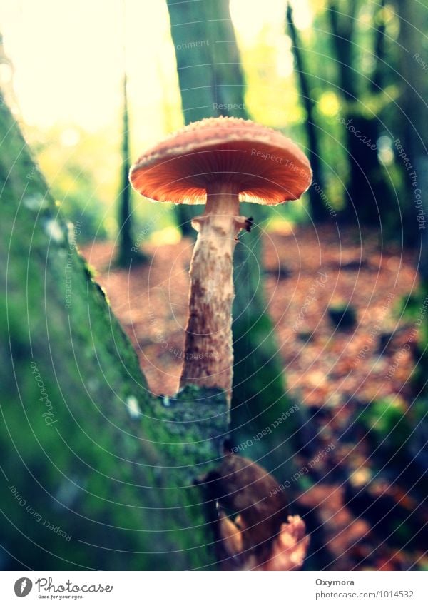 Baum und Pilz Herbst Wald wandern wild braun grün ruhig Idylle Pilzsucher Gift Farbfoto Außenaufnahme Tag Schwache Tiefenschärfe