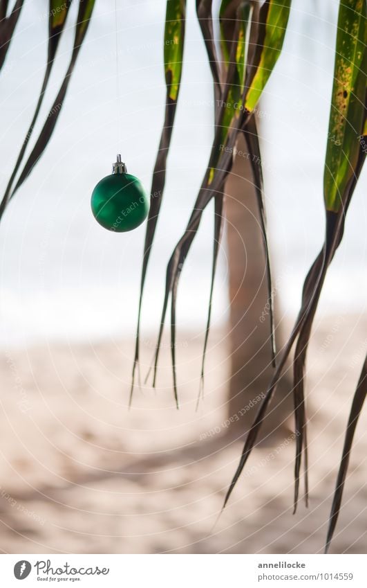 Weihnachtspalme Ferien & Urlaub & Reisen Tourismus Ferne Sommer Strand Meer Winterurlaub Feste & Feiern Weihnachten & Advent Natur Baum Blatt Palmenwedel