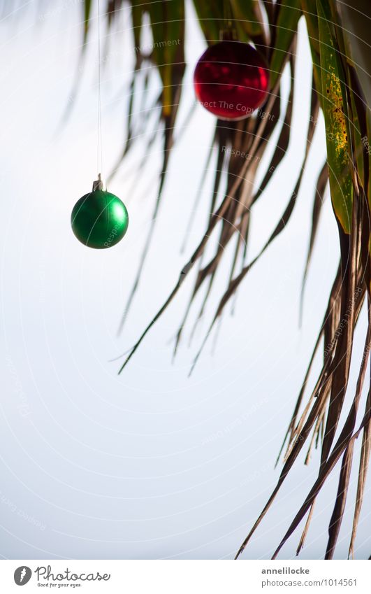 Oh Palmenbaum Ferien & Urlaub & Reisen Tourismus Ferne Sommerurlaub Winterurlaub Natur Klimawandel Pflanze Baum Küste Meer hängen Palmenwedel Palmenstrand