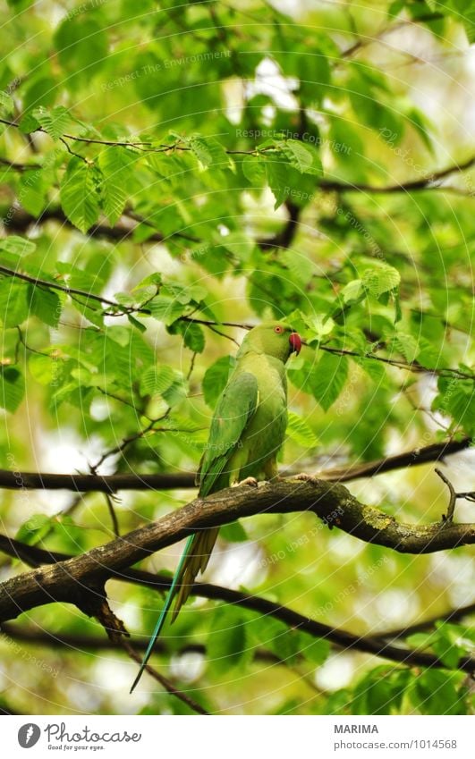 rose-ringed parakeet sitting in the tree ruhig Landwirtschaft Forstwirtschaft Pflanze Tier Baum Vogel Schwarm Wachstum grün Ast Zweig branches bio biologisch