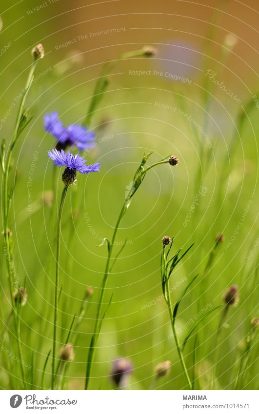 detail of a blue cornflower ruhig Landwirtschaft Forstwirtschaft Pflanze Blume Blüte Wachstum blau grün violett bachelor's button bio biologisch biologically