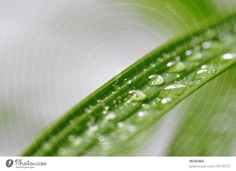 leaves with many water drops ruhig Landwirtschaft Forstwirtschaft Pflanze Wassertropfen Blatt Wachstum grün bio biologisch biologically leaf sheet foliage green