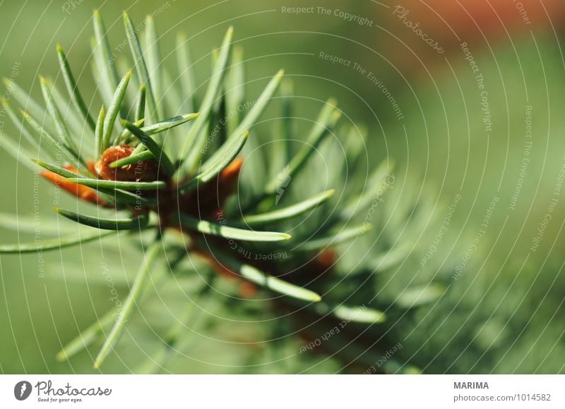 Detail of a needle tree ruhig Landwirtschaft Forstwirtschaft Pflanze Baum Wachstum grün Ast Zweig branches bio biologisch biologically green immergrün evergreen