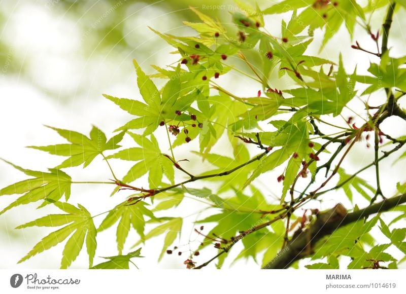 Detail of the foliage of Japanese Maple ruhig Landwirtschaft Forstwirtschaft Pflanze Blatt Wachstum grün weiß Ahorn maple acer Ast Zweig branches tree bio