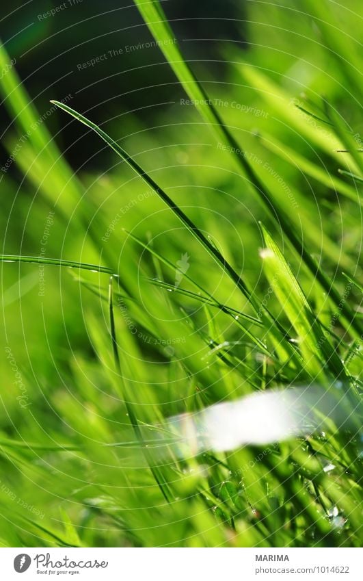 photo of green gras, detail ruhig Landwirtschaft Forstwirtschaft Pflanze Gras Wiese Wachstum grün bio biologisch biologically grass Halm blade of grass