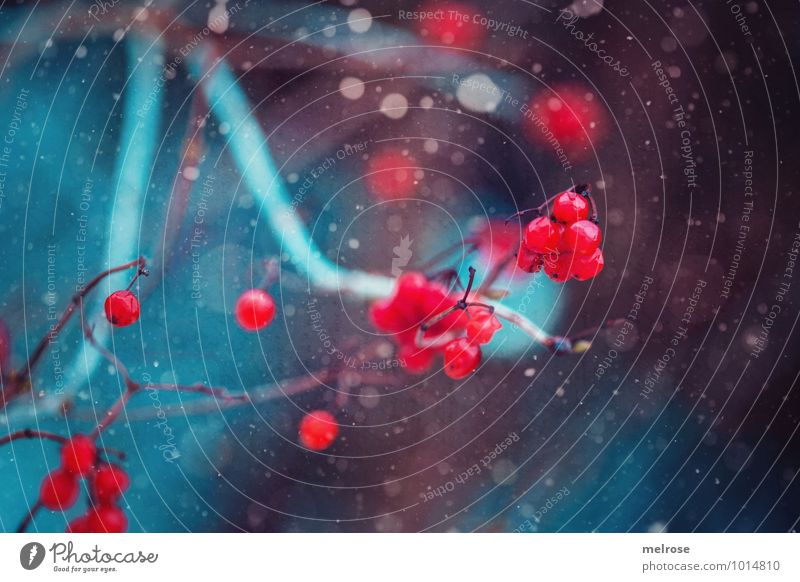 Winterfarbtupfer Natur Klima Schönes Wetter Schnee Schneefall Sträucher Wildpflanze rote Beeren Äste Wiese Wildbeeren Blühend entdecken hängen träumen Wachstum