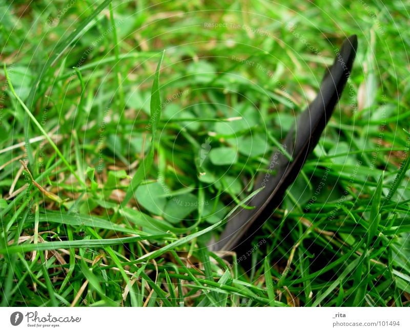 Ein Männlein steht im Walde... grün schwarz Wiese Gras Vogel Einsamkeit stehen Rabenvögel Krähe Makroaufnahme Nahaufnahme Feder männlein Rasen stecken