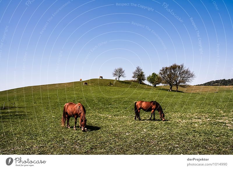 Pferde vor idyllischem Hügel Sport Reitsport Umwelt Natur Landschaft Pflanze Tier Schönes Wetter Wiese Feld Ostsee Insel Nutztier Tiergruppe Gefühle Stimmung