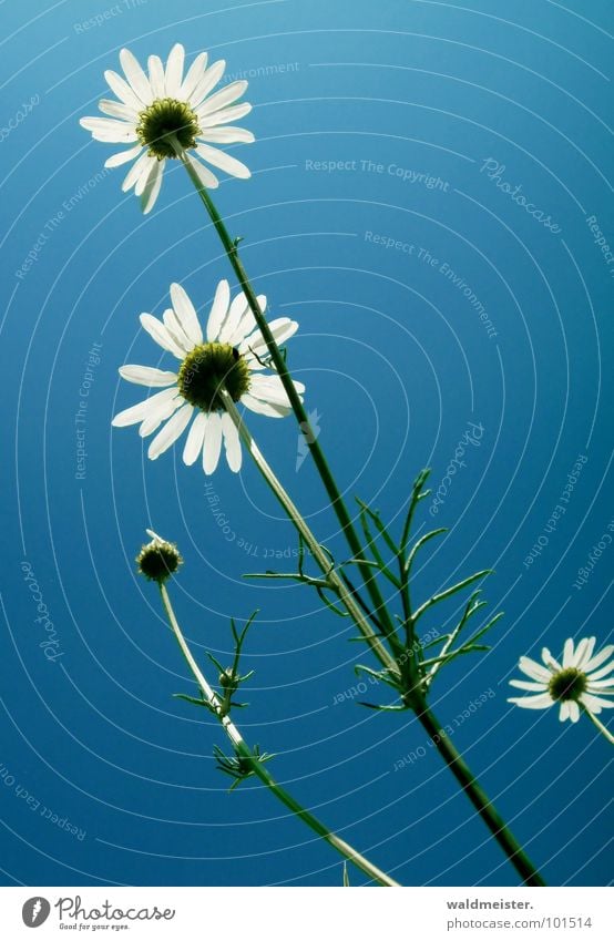 Kamille und Himmel II Gegenlicht Blume Blüte Heilpflanzen Wiesenblume Sommer grün weiß blau zart filigran