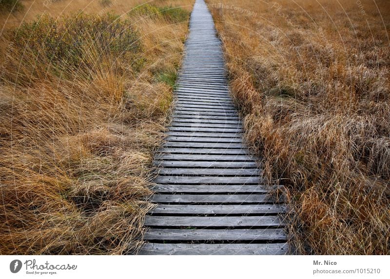 ohne umweg Ferien & Urlaub & Reisen Ausflug Freiheit Umwelt Natur Landschaft Pflanze Gras Sträucher Ziel wandern Hohes Venn Holzweg Moor Sumpf Idylle geradeaus