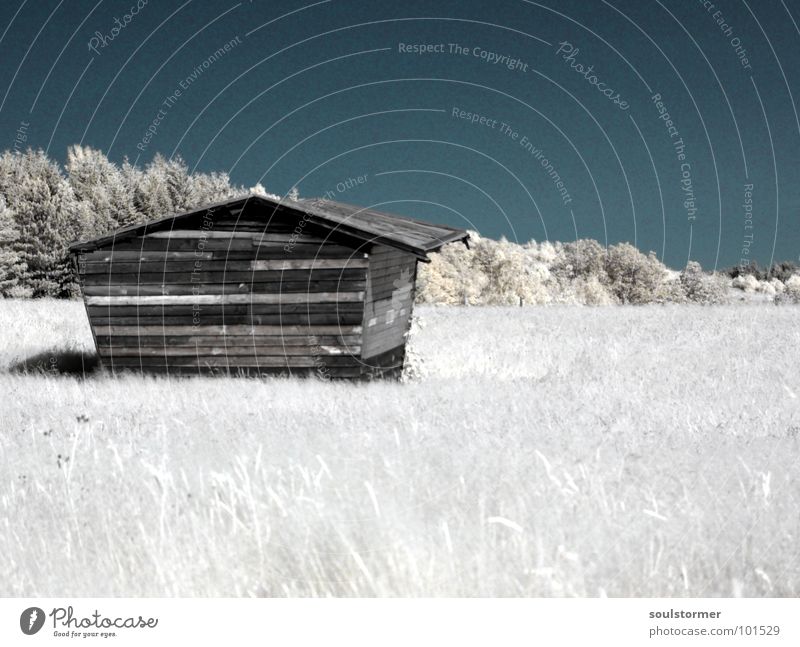 alleine... Infrarotaufnahme Farbinfrarot Schwarzfilter Wolken schwarz weiß Holzmehl Gras Wiese Pflanze grün Baum Waldrand Wäldchen Haus Einsamkeit Trauer