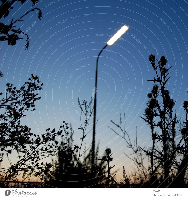 street light gloaming Dämmerung Abend Lampe Straßenbeleuchtung Laterne glühen Beleuchtung Licht Pflanze Natur Stimmung Silhouette Elektrisches Gerät