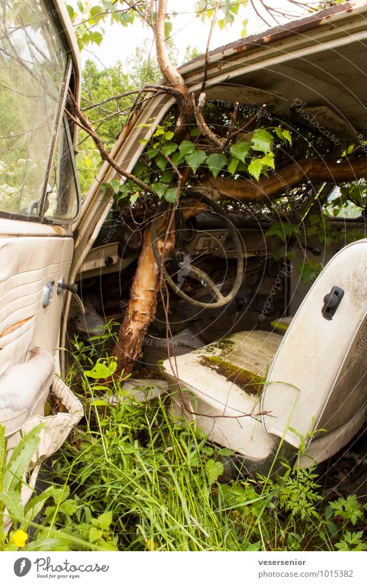 end of the road 5 Baum Gras PKW Oldtimer alt kaputt Trauer Senior ästhetisch Ende Nostalgie Umweltverschmutzung Verfall Vergänglichkeit Versicherung Zerstörung