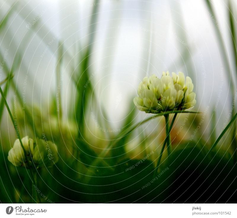 ((o(O)) Froschperspektive Wolken ziehen gefährlich dunkel Jäger Klee Wiese unten Holz Wachstum Blüte Blume Pflanze Regen Gras grün Unschärfe Tiefdruckgebiet