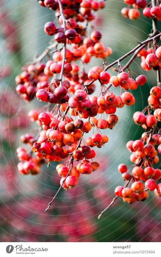 Rote Äpfel Pflanze Winter Baum Obstbaum Zierapfel Apfelbaum frisch natürlich saftig sauer rot Frucht Farbfoto mehrfarbig Außenaufnahme Nahaufnahme Menschenleer