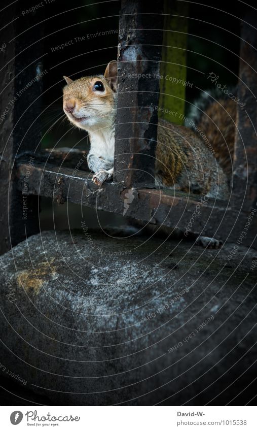 Hey wie geht's ? Natur Herbst Unwetter Park Tier Nutztier Wildtier Tiergesicht Fell Pfote Eichhörnchen 1 Tierjunges beobachten Denken hocken Blick frech