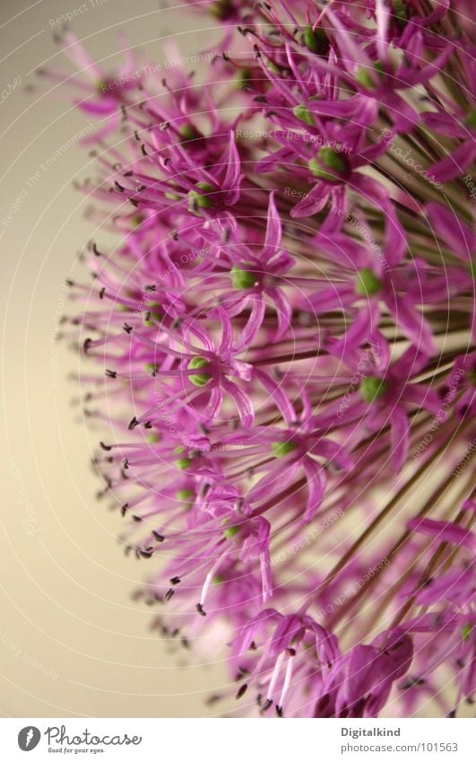 Lauch! Zierlauch!! (1) violett blassblau Stengel grün Pflanze Lebewesen Blüte harmonisch rund Dekoration & Verzierung schön Blume Wachstum Innenaufnahme