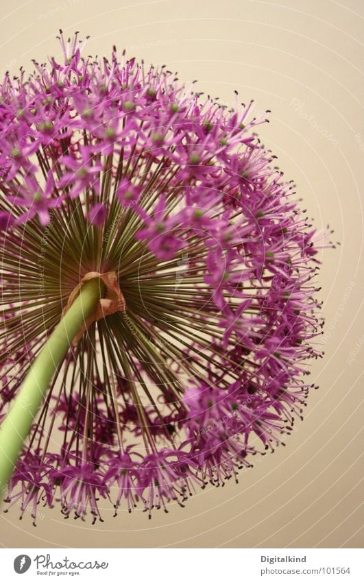 Lauch! Zierlauch!! (2) violett blassblau Stengel grün Pflanze Lebewesen Blüte harmonisch rund Dekoration & Verzierung schön Blume Wachstum Innenaufnahme