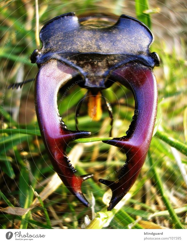 Lucanus cervus [1] Hirschkäfer bedrohlich Horn Zange rot rotbraun Gras grün groß ungefährlich Insekt Umweltschutz Eiche Eichenwald Lebensraum Mandibel