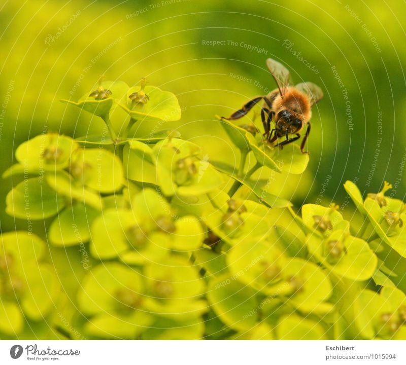 Sonntagsschmaus Frühstück Natur Pflanze Tier Blume Blüte Wildpflanze Haustier Nutztier Biene Tiergesicht 1 atmen Blühend Duft entdecken fliegen Fressen leuchten