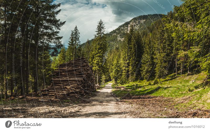 wohlfühlen. Umwelt Natur Landschaft Pflanze Himmel Wolken Sommer Klima Schönes Wetter Baum Wald Hügel Felsen Wege & Pfade Erholung genießen wandern